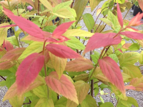 Спирея японская Macrophylla