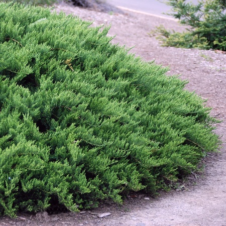 Можжевельник казацкий Tamariscifolia2