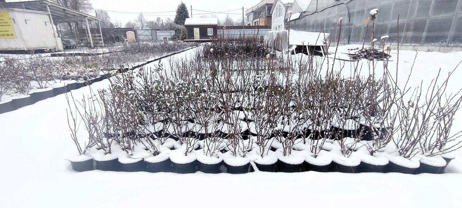 Растения уже снегом укрыты, а мы всё ещё для Вас открыты!