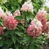 Гортензия метельчатая Magical Vesuvio