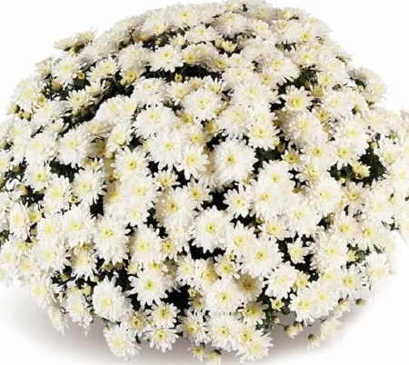 Хризантема Calm White