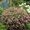 Лапчатка кустарниковая Lovely Pink1