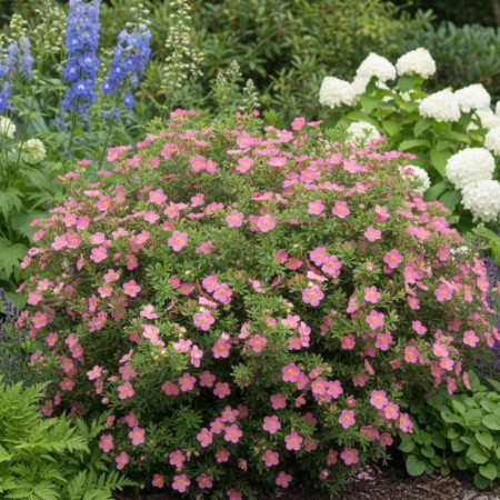 Лапчатка кустарниковая Lovely Pink1