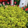Бересклет Форчуна Emerald 'n Gold2