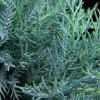 Можжевельник средний Pfitzeriana Glauca3