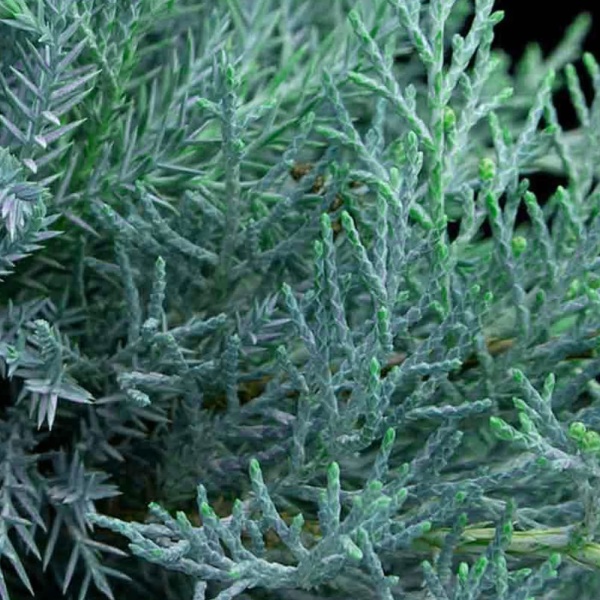 Можжевельник средний Pfitzeriana Glauca3