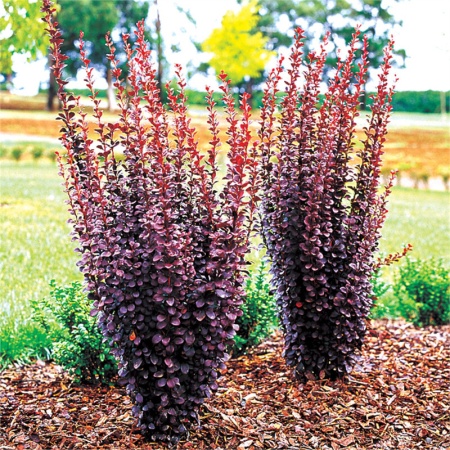 Барбарис Тунберга Red Pillar