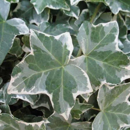 Плющ обыкновенный Glacier