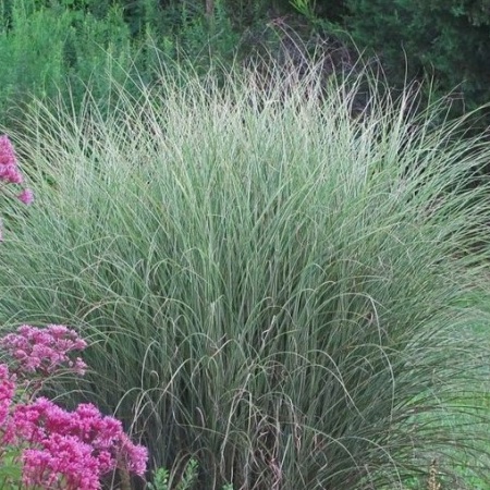 Мискантус китайский Morning Light 3