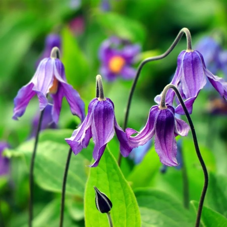 Клематис цельнолистный