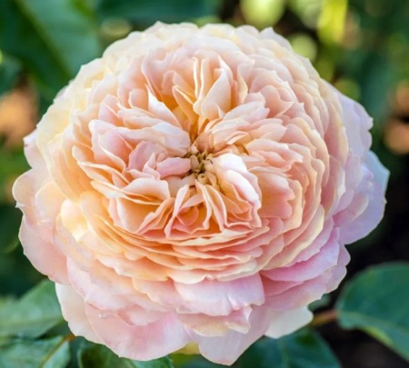 Роза Карамель Антик (Caramel Antike)