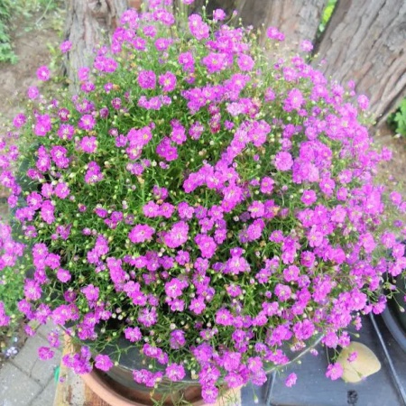 Гипсофила 'Gypsy Deep Rose'4