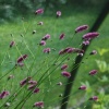 Кровохлебка лекарственная Pink Tanna2 Кровохлебка лекарственная Pink Tanna2