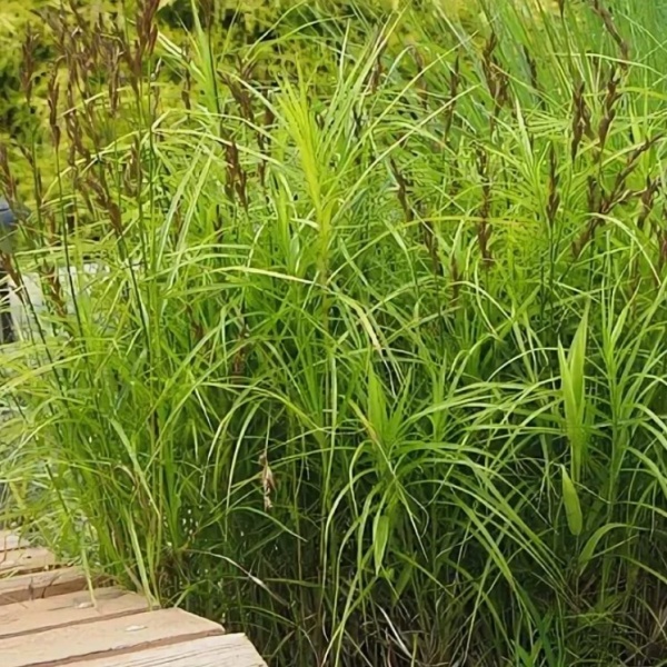 Осока пальмолистная2