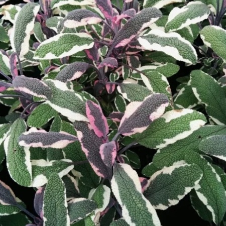 Шалфей лекарственный Триколор