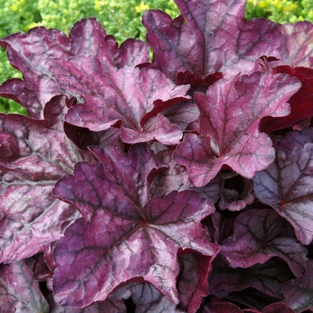 Гейхера гибридная 'Plum Royal'4