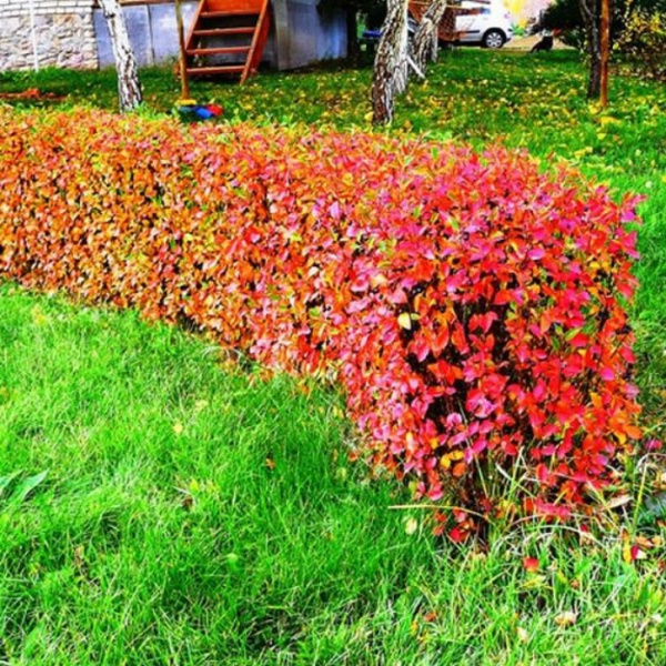 Кизильник блестящий1