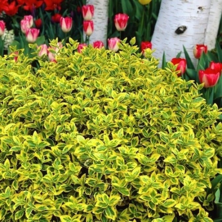 Бересклет Форчуна Emerald 'n Gold2