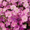 Гипсофила 'Gypsy Deep Rose'5