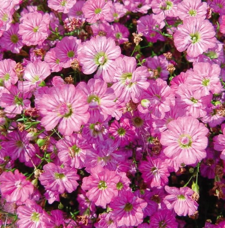 Гипсофила 'Gypsy Deep Rose'5
