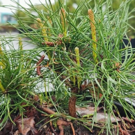 Сосна горная