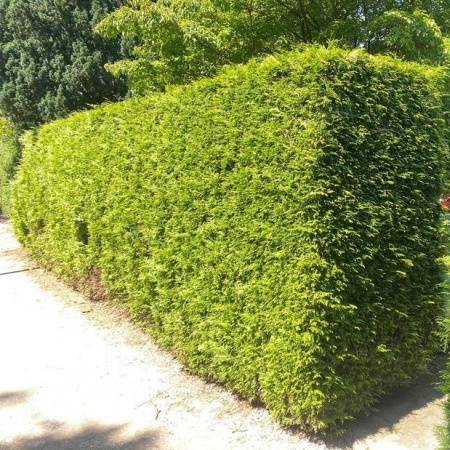 Туя западная Brabant3