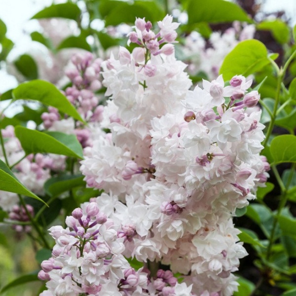 Сирень обыкновенная Krasawica Moskwy2