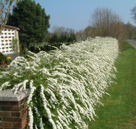 Спирея серая Грефшейм (Grefsheim)3