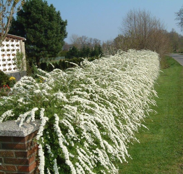 Спирея серая Грефшейм (Grefsheim)3