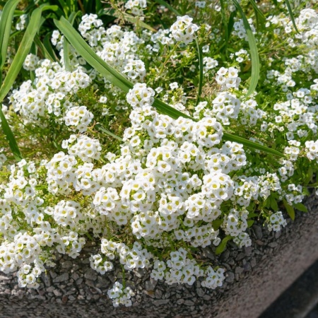 Алисум (лобулярия)5