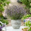 Душевик котовниковый Marvelette Blue2