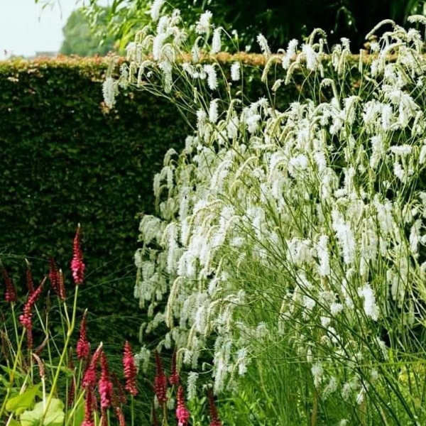 Кровохлебка тонколистная Alba1