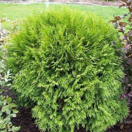 Туя западная Woodwardii2