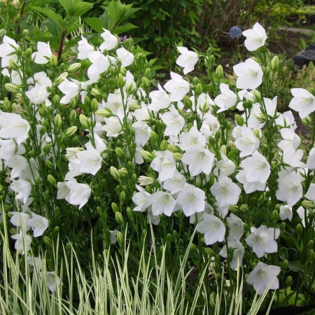 Колокольчик персиколи́стный Grandiflora Alba