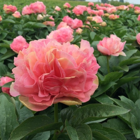 Пион Lois' Choice2