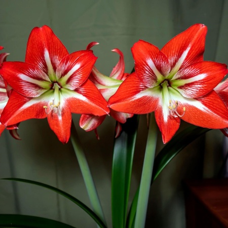 Амариллис2