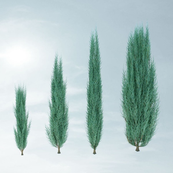 Можжевельник скальный Skyrocket3