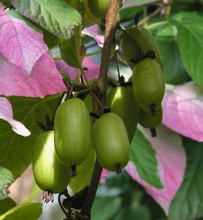 Актинидия коломикта Фестивальная(муж) 2