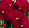 виола11