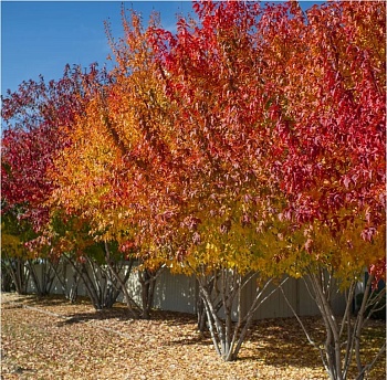 Клен Гиннала (SB25)