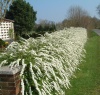 Спирея серая Грефшейм (Grefsheim)3