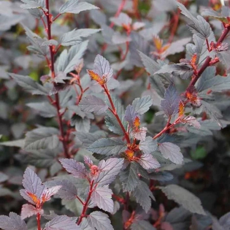 Пузыреплодник калинолистный Little Joker2