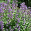 Котовник фассена Blue Wonder2