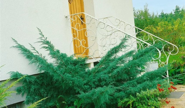 Можжевельник виргинский Hetz4