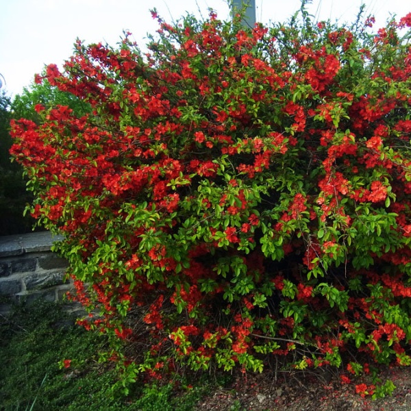 Айва японская3