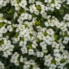 Арабис кавказкий Little Tresure White3 Арабис кавказкий Little Tresure White3