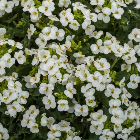 Арабис кавказкий Little Tresure White3 Арабис кавказкий Little Tresure White3