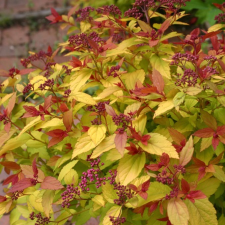 спирея японская magic carpet