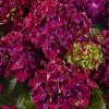 Гортензия крупнолистная Royal Red Purple