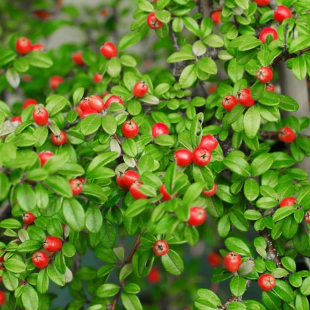 Кизильник Даммера Корал Бьюти Coral Beauty